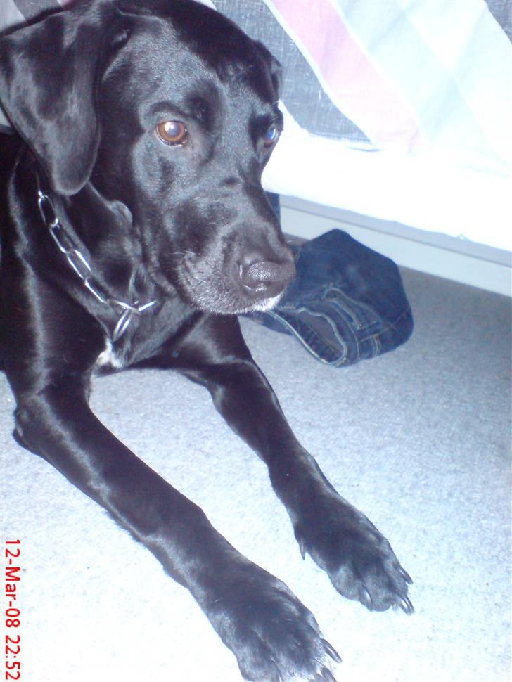 Labrador retriever Mickey billede 9