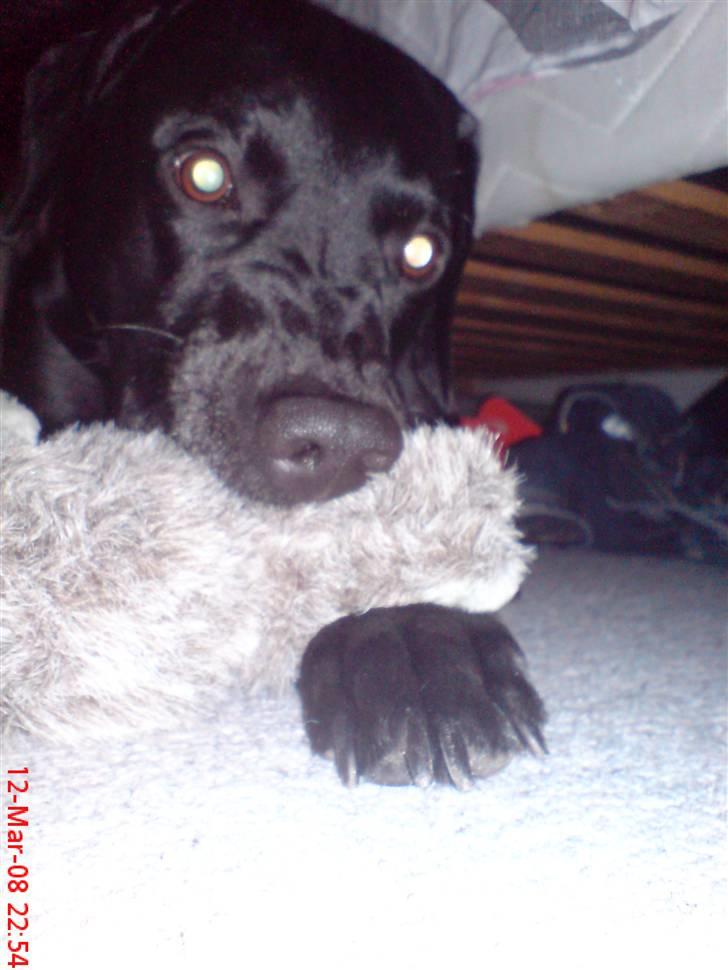 Labrador retriever Mickey billede 10