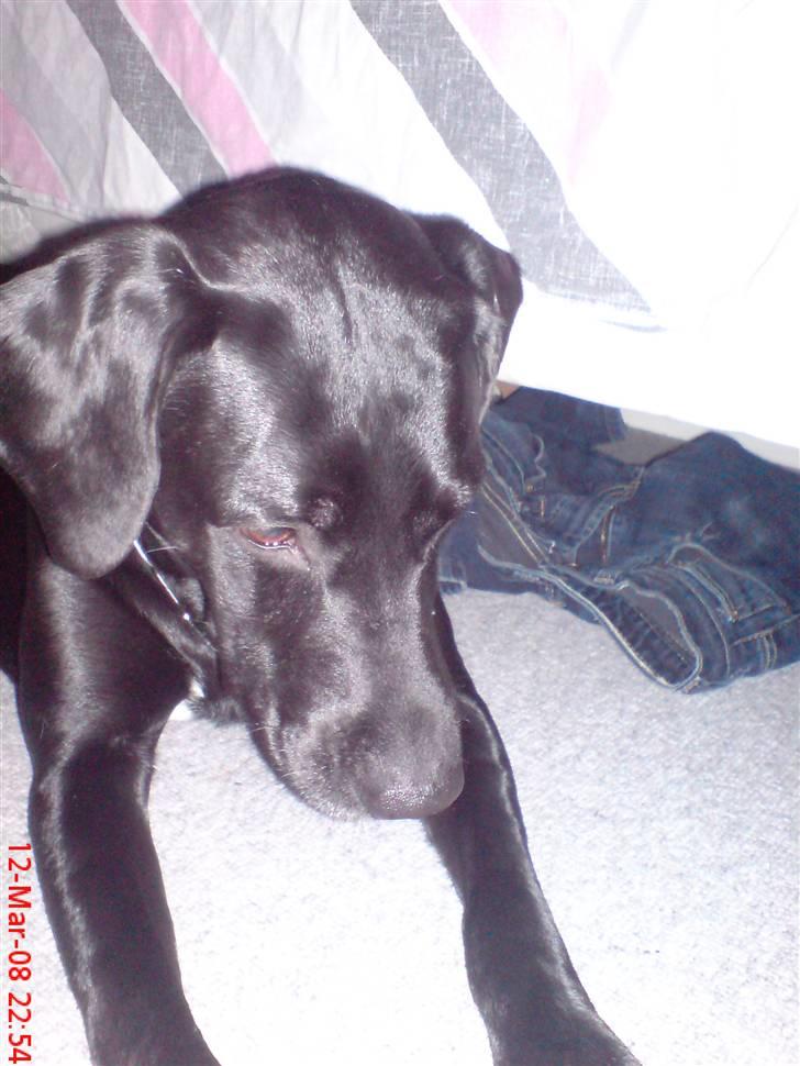 Labrador retriever Mickey billede 11