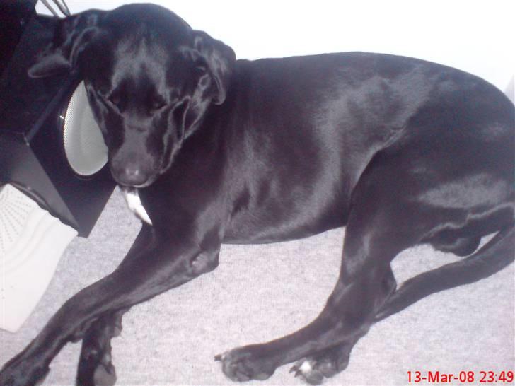 Labrador retriever Mickey billede 12
