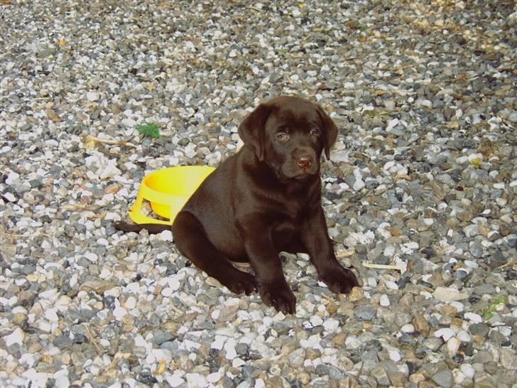 Labrador retriever Tjeko - Tjeko da han var en lille "fis" billede 8