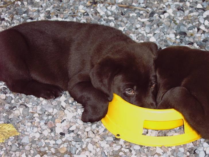 Labrador retriever Tjeko - Trætte Tjeko... billede 9