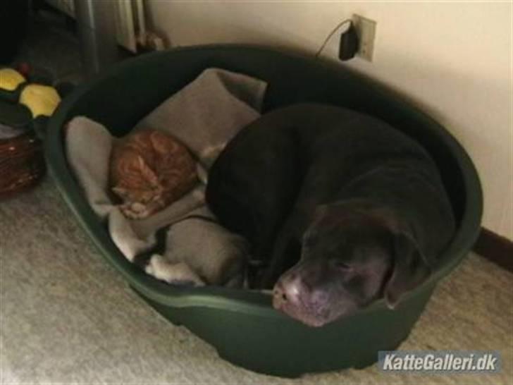 Labrador retriever Tjeko - Tjeko som deler sin kurv, med katten Troels... billede 10
