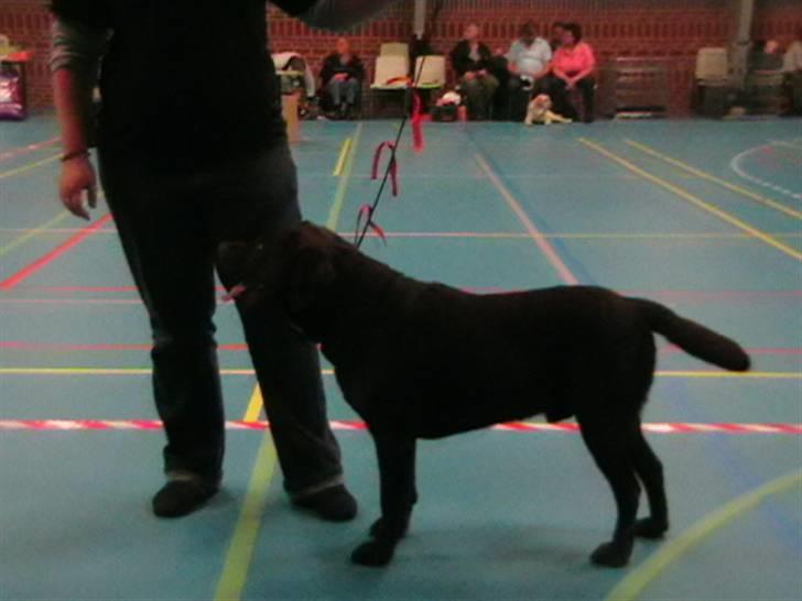 Labrador retriever Tjeko - sommerskue i stokkemarke billede 11
