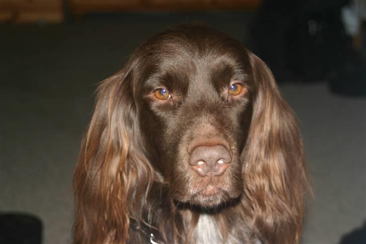 Kleiner münsterländer Arco  billede 3