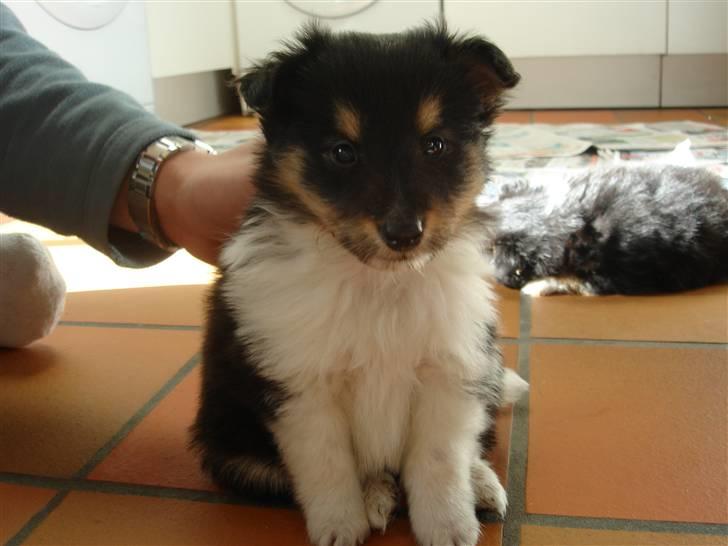Shetland sheepdog Lucca billede 1