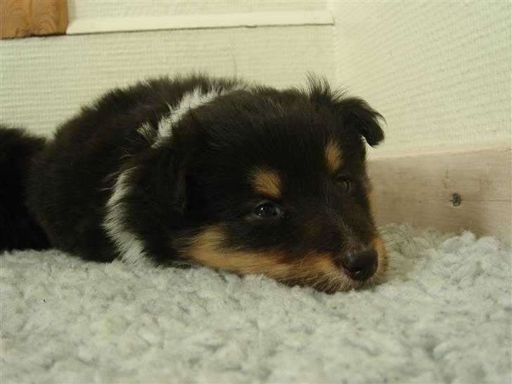 Shetland sheepdog Lucca billede 2