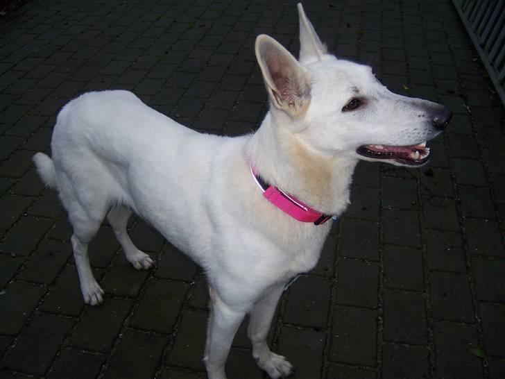 Hvid Schweizisk Hyrdehund Raia RIP billede 4