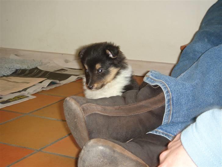 Shetland sheepdog Lucca billede 3
