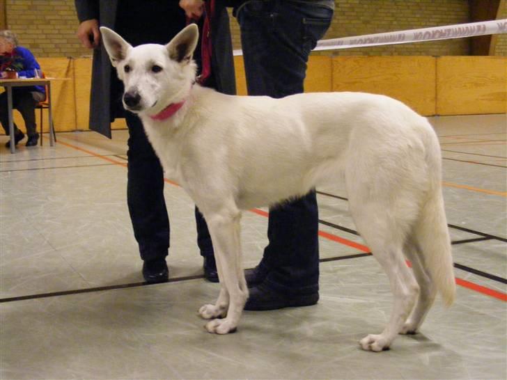 Hvid Schweizisk Hyrdehund Raia RIP - udstilling i Nr. Åby d. 2 december billede 6