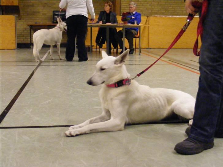 Hvid Schweizisk Hyrdehund Raia RIP - igen Nr.åby billede 7