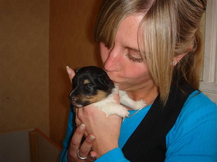 Shetland sheepdog Lucca - Lucca ca. to uger billede 5