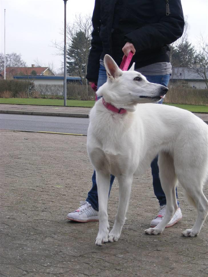 Hvid Schweizisk Hyrdehund Raia RIP - Fra udstilling i tinglev d. 8 Marts. billede 8