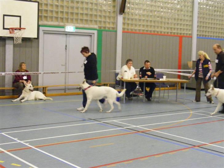 Hvid Schweizisk Hyrdehund Raia RIP - igen fra udstilling i Tinglev billede 9