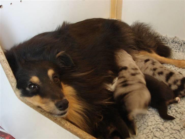 Shetland sheepdog Lucca - Lucca og de andre hvalpe hos deres mor den 9.2.08. Ca to uger. billede 6