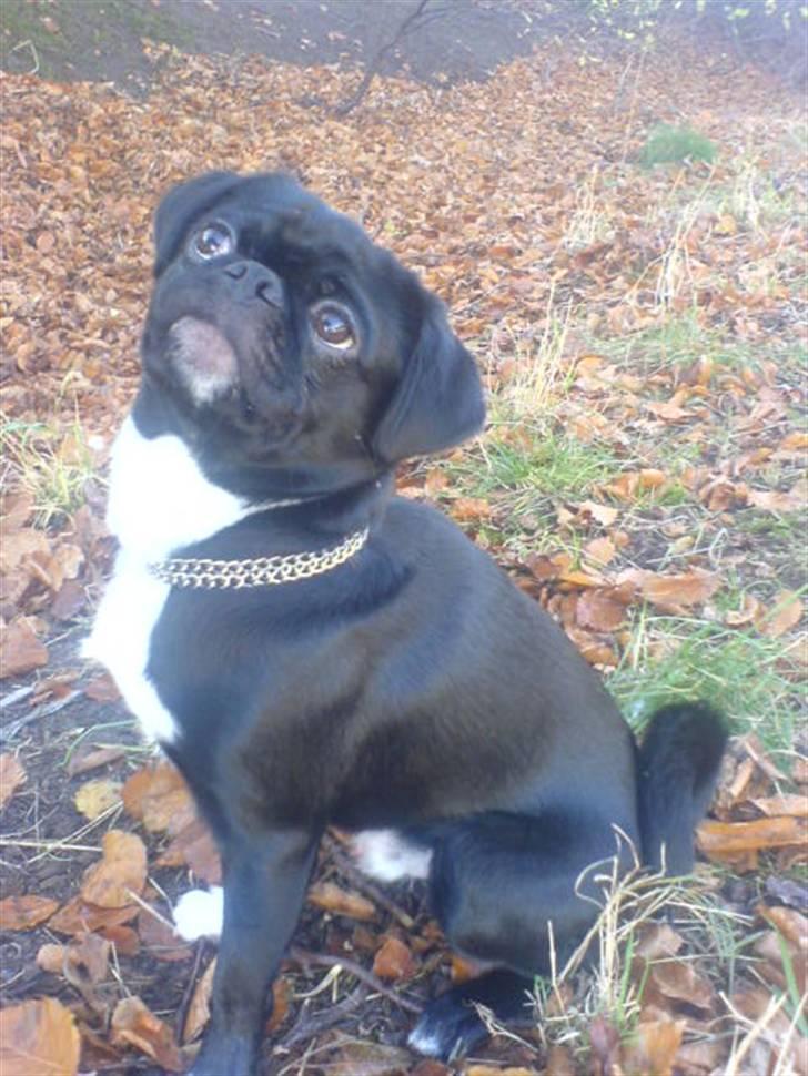 Blanding af racer Chico billede 9