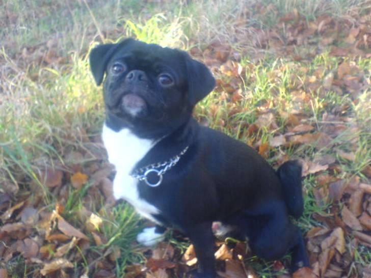 Blanding af racer Chico billede 10