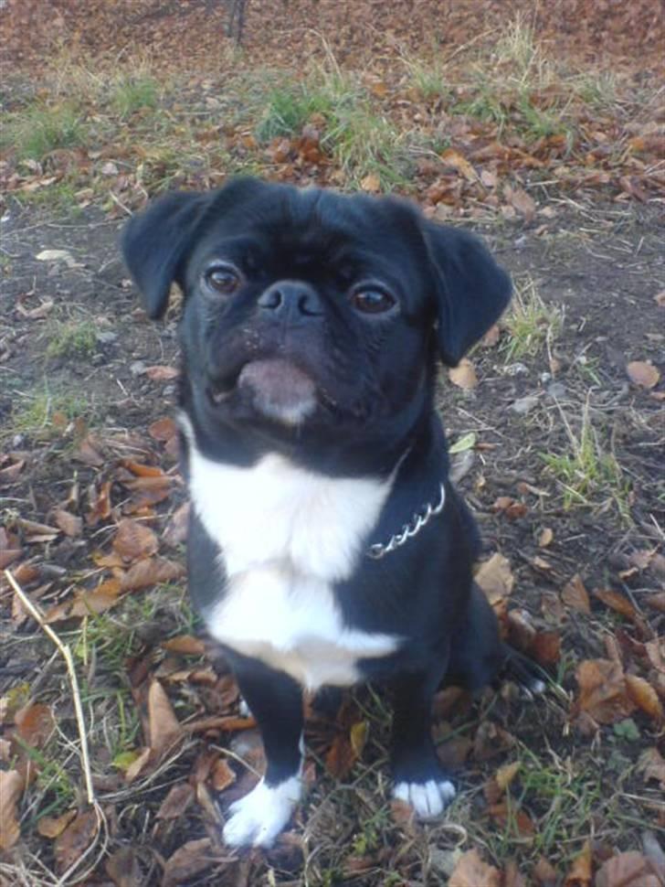 Blanding af racer Chico billede 11