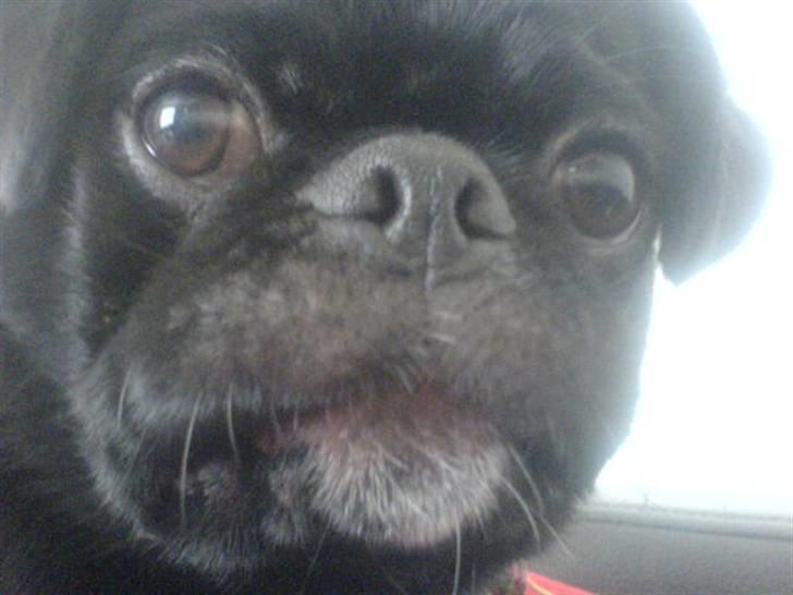 Blanding af racer Chico billede 12