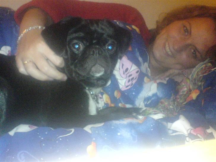 Blanding af racer Chico billede 13