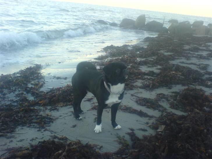 Blanding af racer Chico billede 14