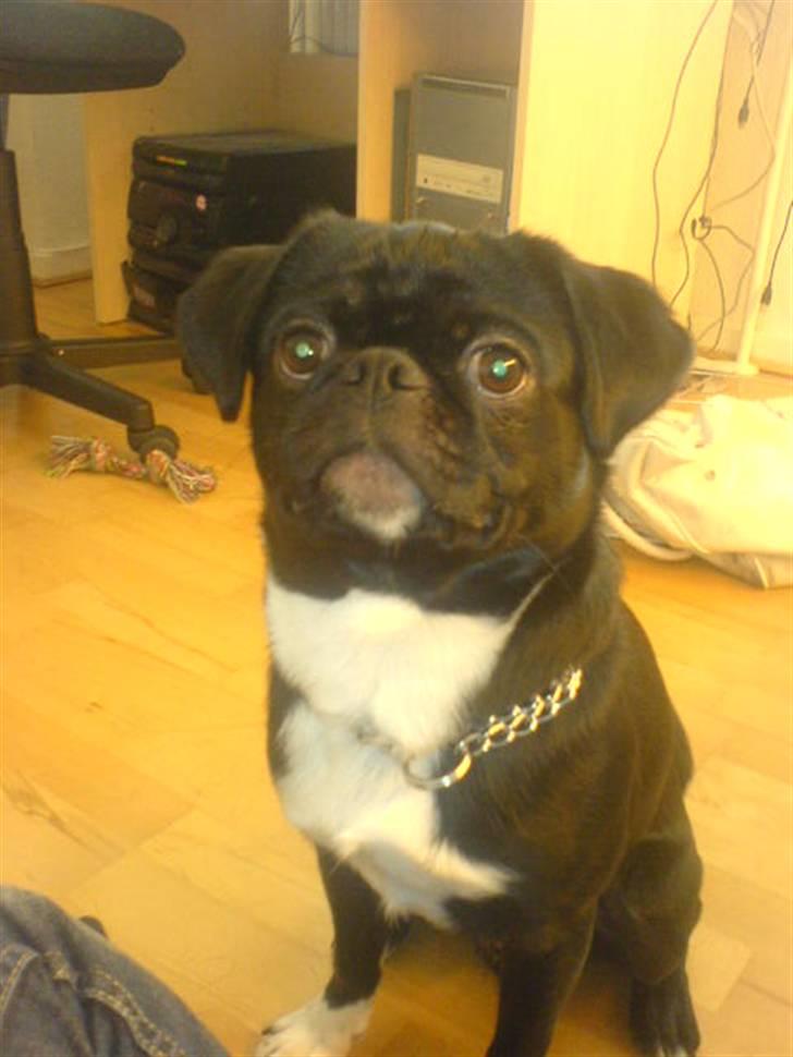 Blanding af racer Chico billede 15