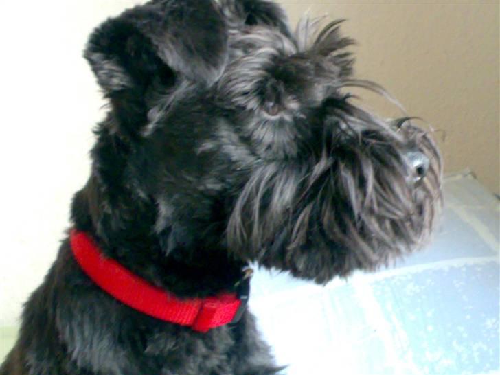 Dvaergschnauzer Albert  - Holder øje med verden udenfor billede 6