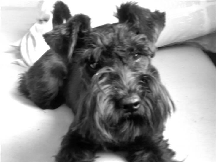 Dvaergschnauzer Albert  - Albert 8 mdr.  billede 7