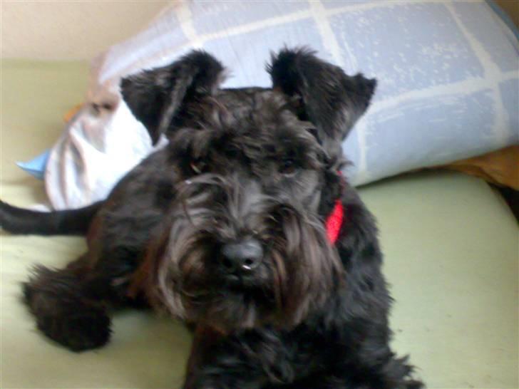 Dvaergschnauzer Albert  billede 8