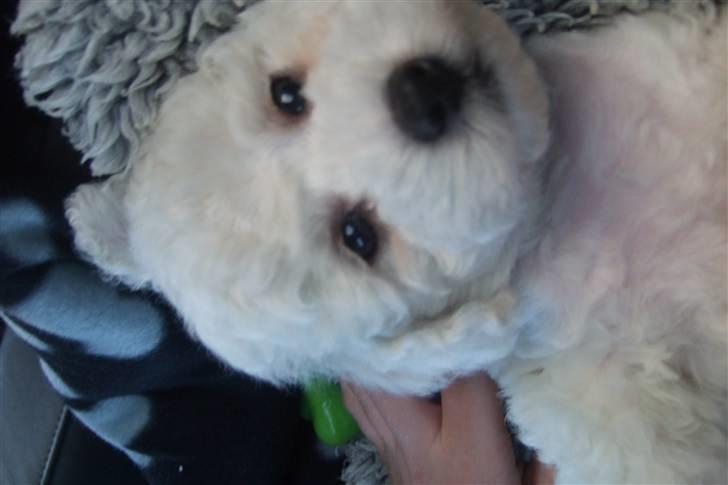 Bichon à poil frisé Rufus billede 1