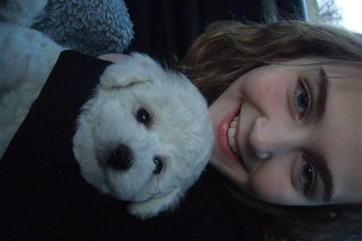 Bichon à poil frisé Rufus billede 2