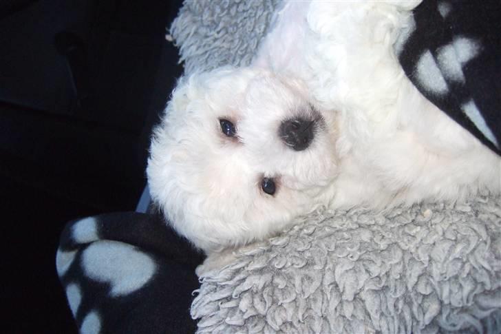 Bichon à poil frisé Rufus billede 3