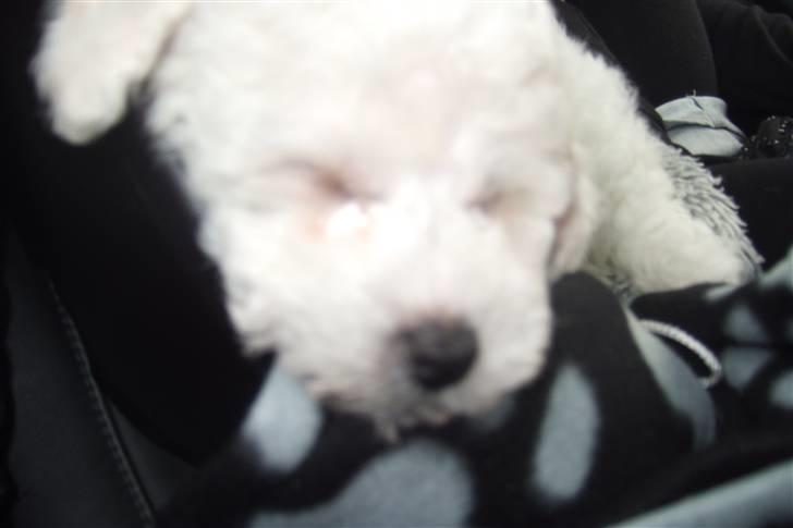 Bichon à poil frisé Rufus billede 4