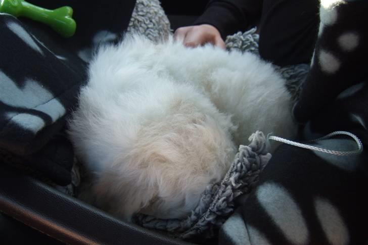 Bichon à poil frisé Rufus billede 5