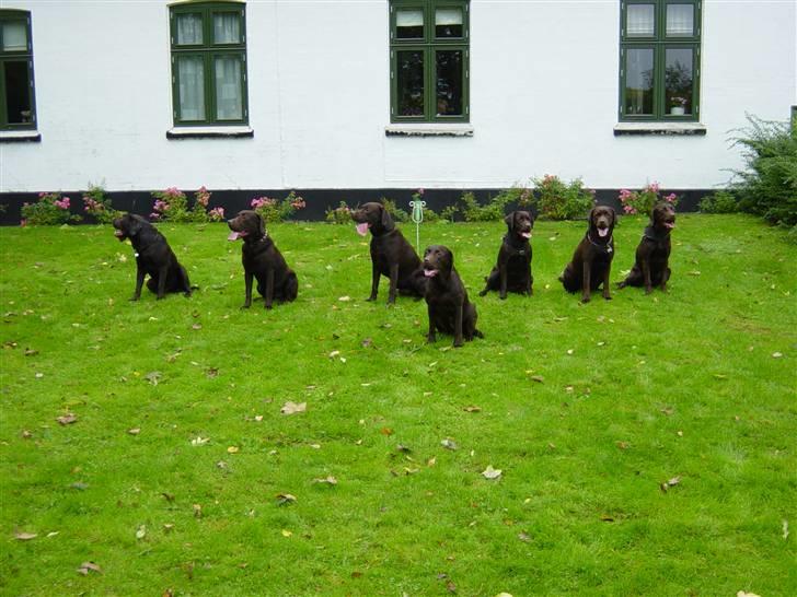 Labrador retriever Luna (Vita) - Her er Luna med alle sine nu voksne "hvalpe". Luna er den der sidder forrest:D billede 10