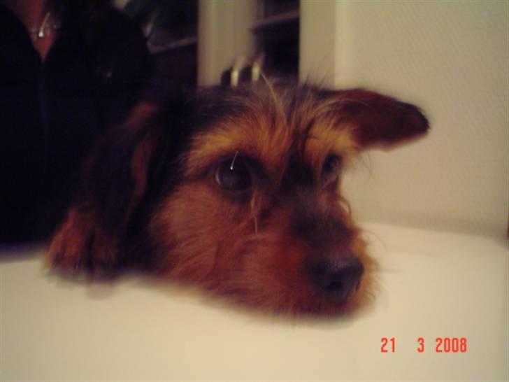 Blanding af racer leisbeth billede 1