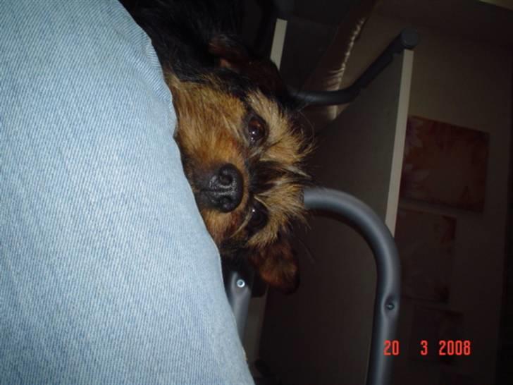 Blanding af racer leisbeth billede 2