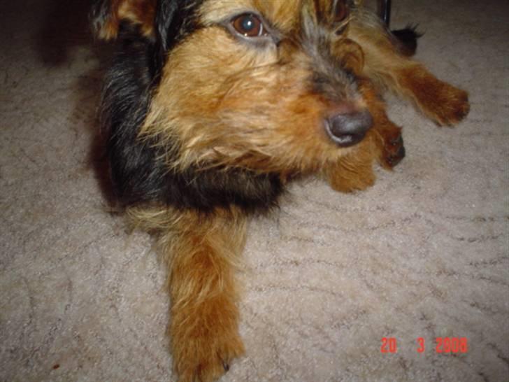 Blanding af racer leisbeth billede 3