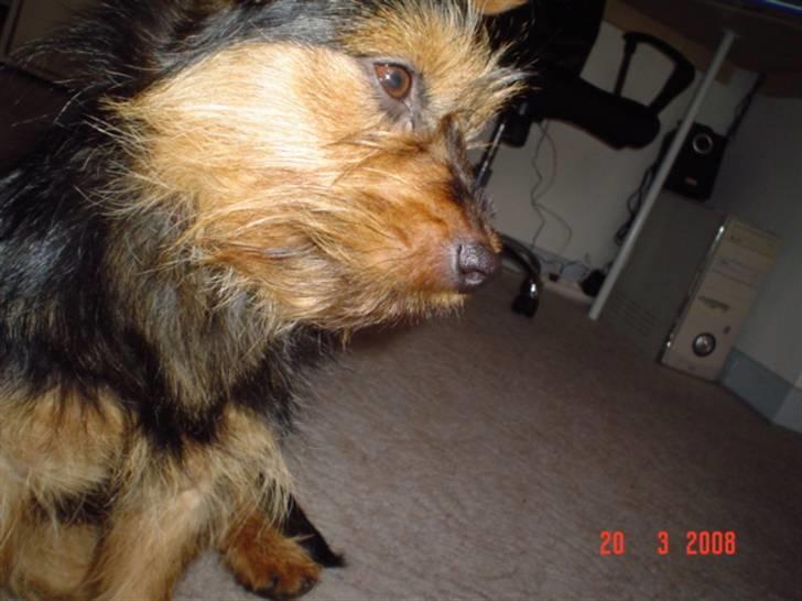 Blanding af racer leisbeth billede 4