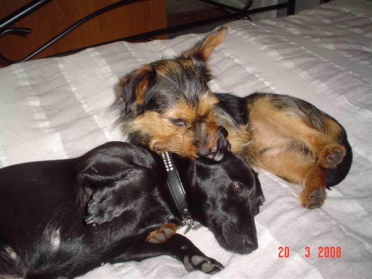 Blanding af racer leisbeth billede 5