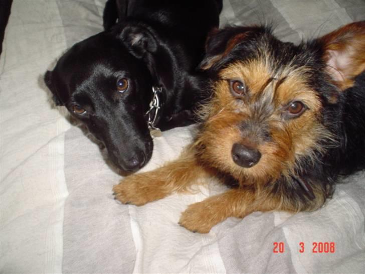 Blanding af racer leisbeth billede 6