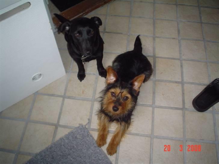 Blanding af racer leisbeth billede 7