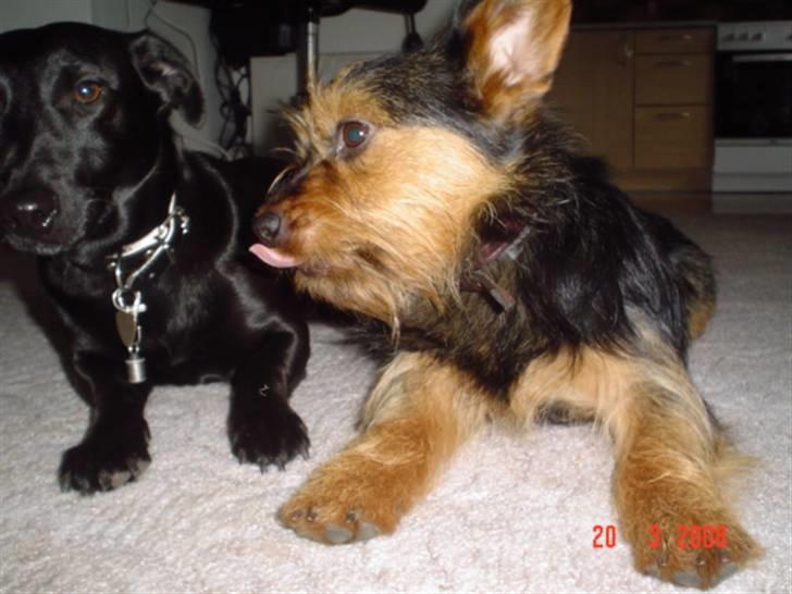 Blanding af racer leisbeth billede 8