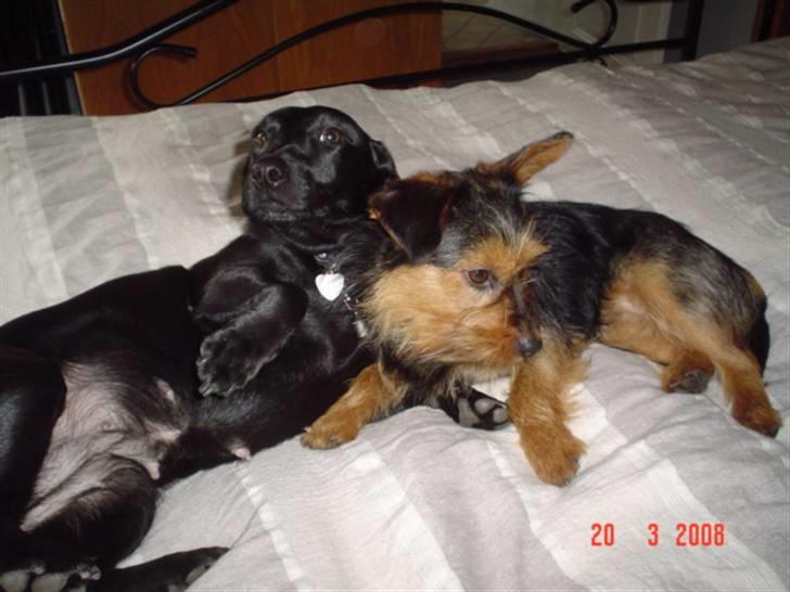 Blanding af racer leisbeth billede 9