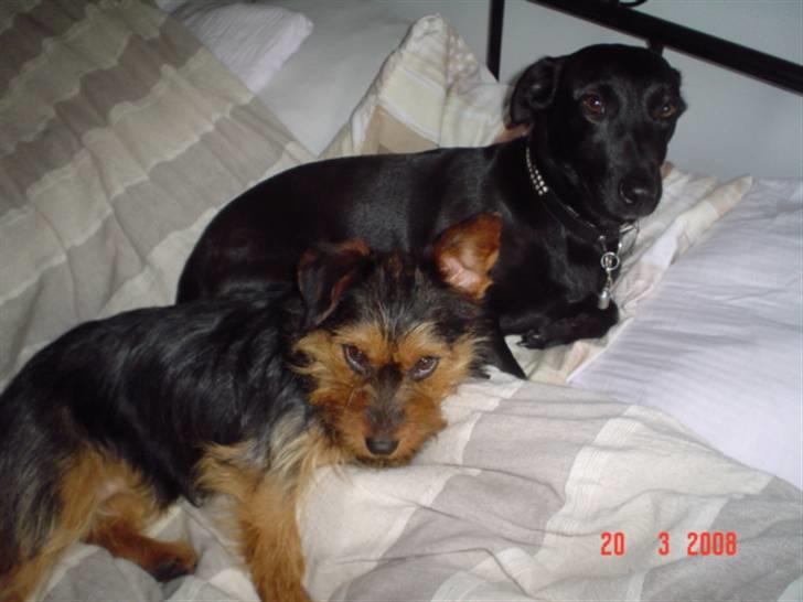 Blanding af racer leisbeth billede 10