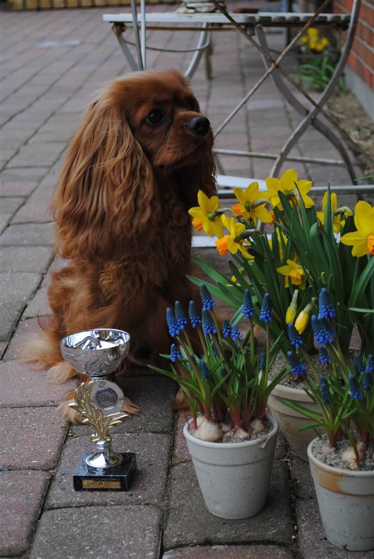 Cavalier king charles spaniel Kikki - Kikki med sin 1. CAC pokal. Hun blev også bedste tæve. billede 1