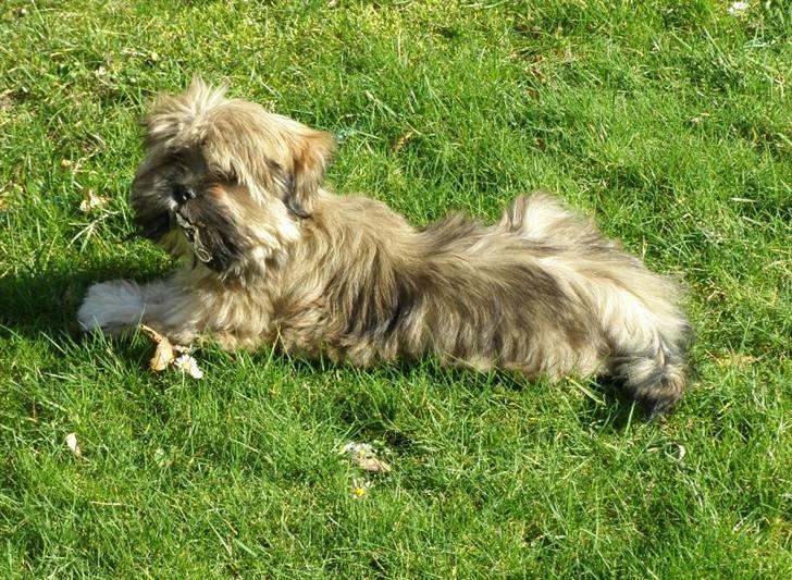 Lhasa apso cille - Det er bare livet det her, et blad i munden og solen på ryggen AHMM billede 1