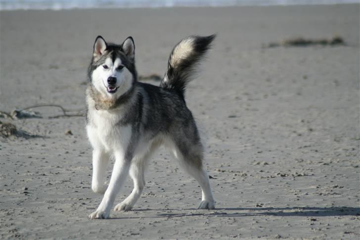 Alaskan malamute Isack (Dario Møller) - hej hej billede 1