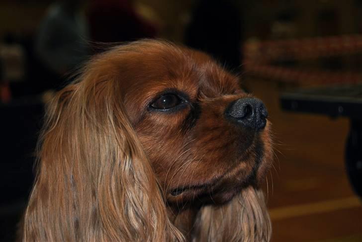 Cavalier king charles spaniel Kikki billede 2