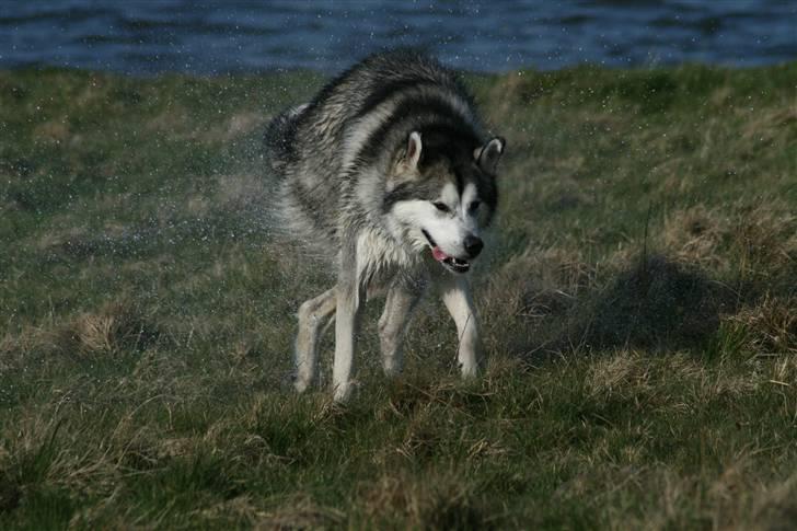 Alaskan malamute Isack (Dario Møller) - en tur i vandet er super.UUUUU billede 4